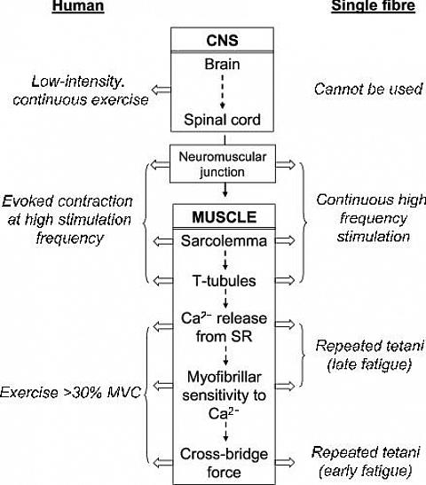 פעילות גופנית: עייפות מרכזית והיקפית