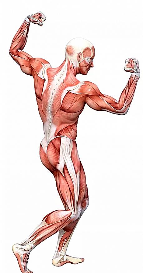 מערכת השרירים והשלד אחראית על התנועות הרצוניות שגופנו עושה