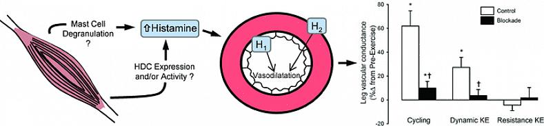 לחץ דם נמוך או תת לחץ דם אורתוסטטי יכולים להוות בעיה כאשר אנו רוצים להתאמן