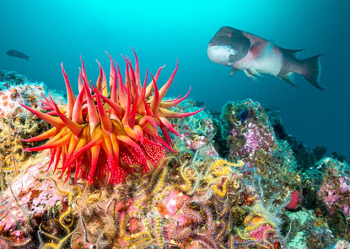 איפה המקומות הטובים ביותר לצלול