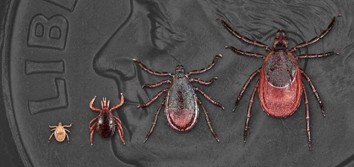 ישנם שני סוגים של טיקים עצבניים