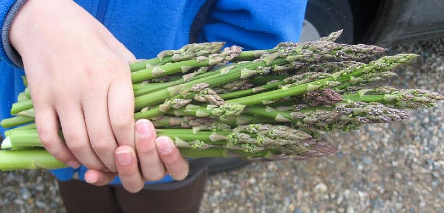 מתכוני אספרגוס בר אלה הם דוגמה מובהקת לרבגוניות שלו