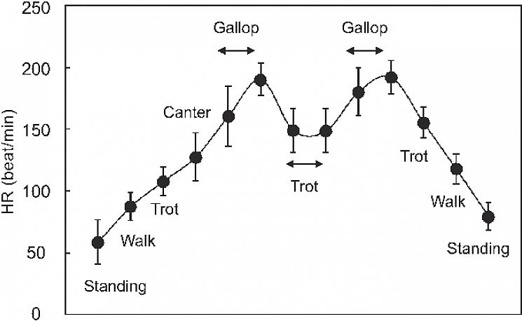 השינויים המתרחשים בלב במהלך פעילות גופנית הם