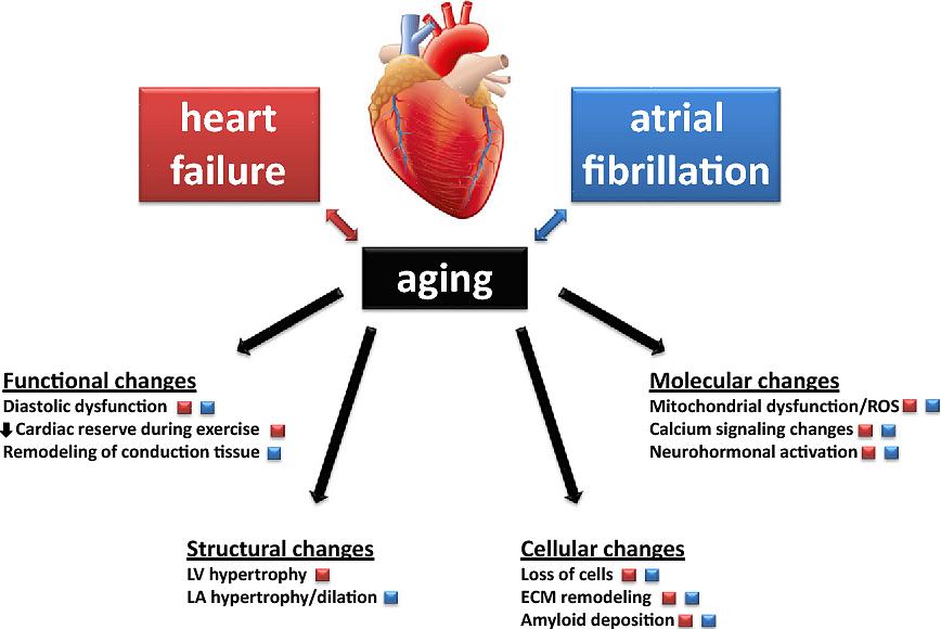 שינויים בלב וסוגי פעילות גופנית