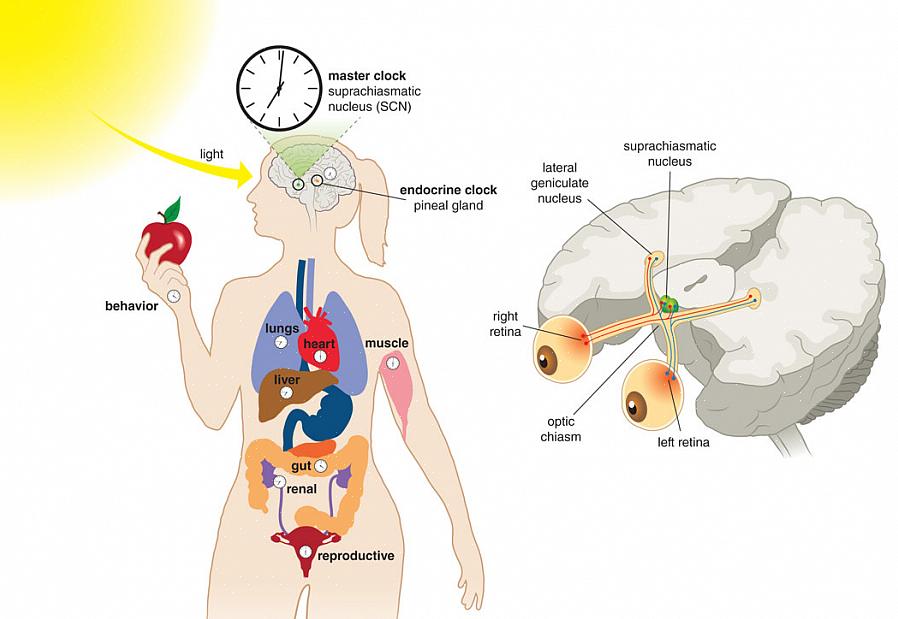 מטרת השימוש במקצבים הצירקדיים היא לצרוך קלוריות בקצב הנכון לאורך היום