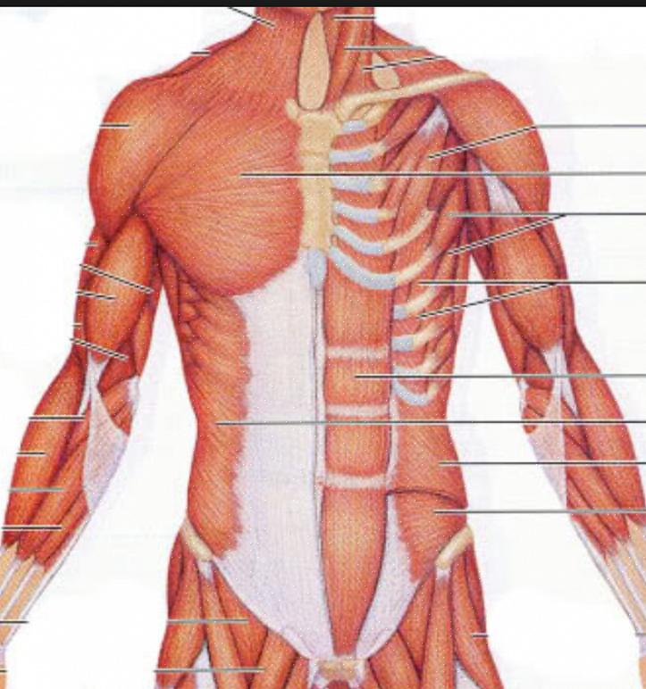 בואו נסתכל על השרירים החשובים ביותר באזורי בית החזה והבטן