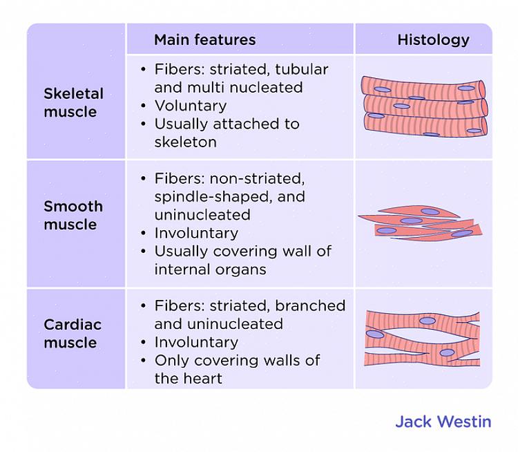 רקמת שריר חלקה היא סוג השריר הבסיסי ביותר בגוף האדם
