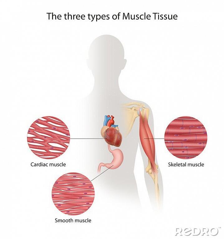 סוגי רקמת שריר