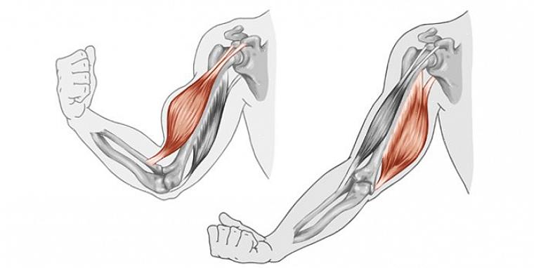 סביר להניח שגם בעת ביצוע תרגילים מסוימים יש לך ספקות לגבי סוגי התכווצות השרירים שאתה עושה