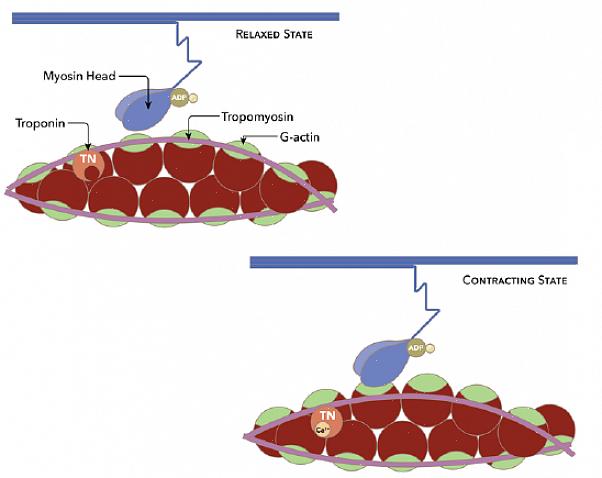 בתוך סוגי התכווצות השרירים נחשב האיזוטוני לאנטיתזה של האיזומטרי